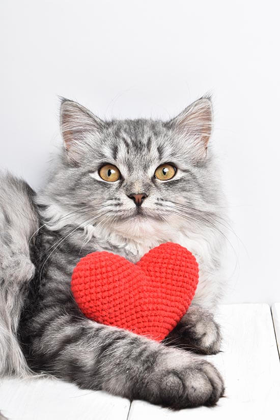 Cat sitter Roseville CA