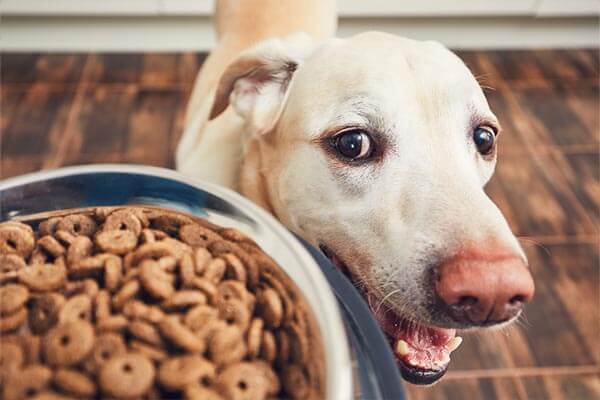 dog sitting rates rocklin ca