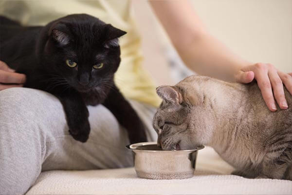 pet sitter in rocklin ca