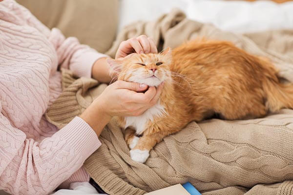 pet sitting rates Roseville